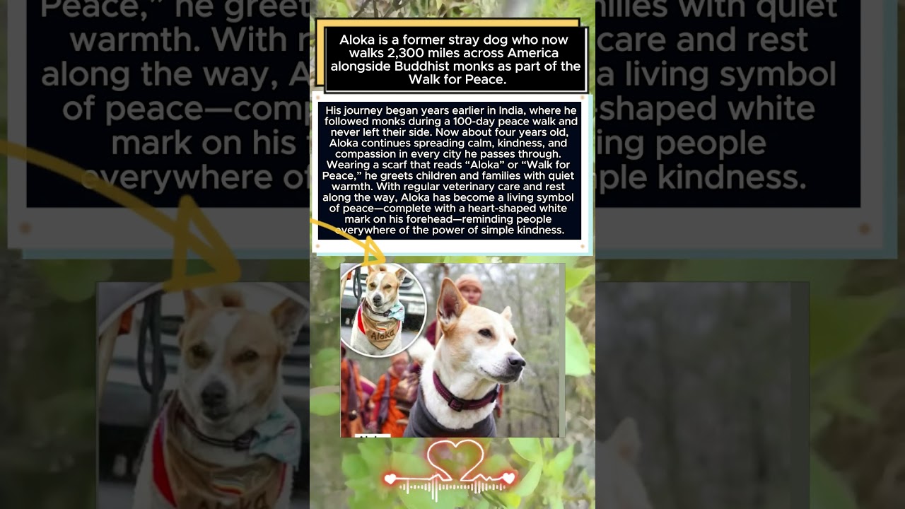 This Dog Is Walking 2,300 Miles to Spread Peace