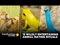 view 13 Wildly Entertaining Animal Mating Rituals 😍 Smithsonian Channel digital asset number 1
