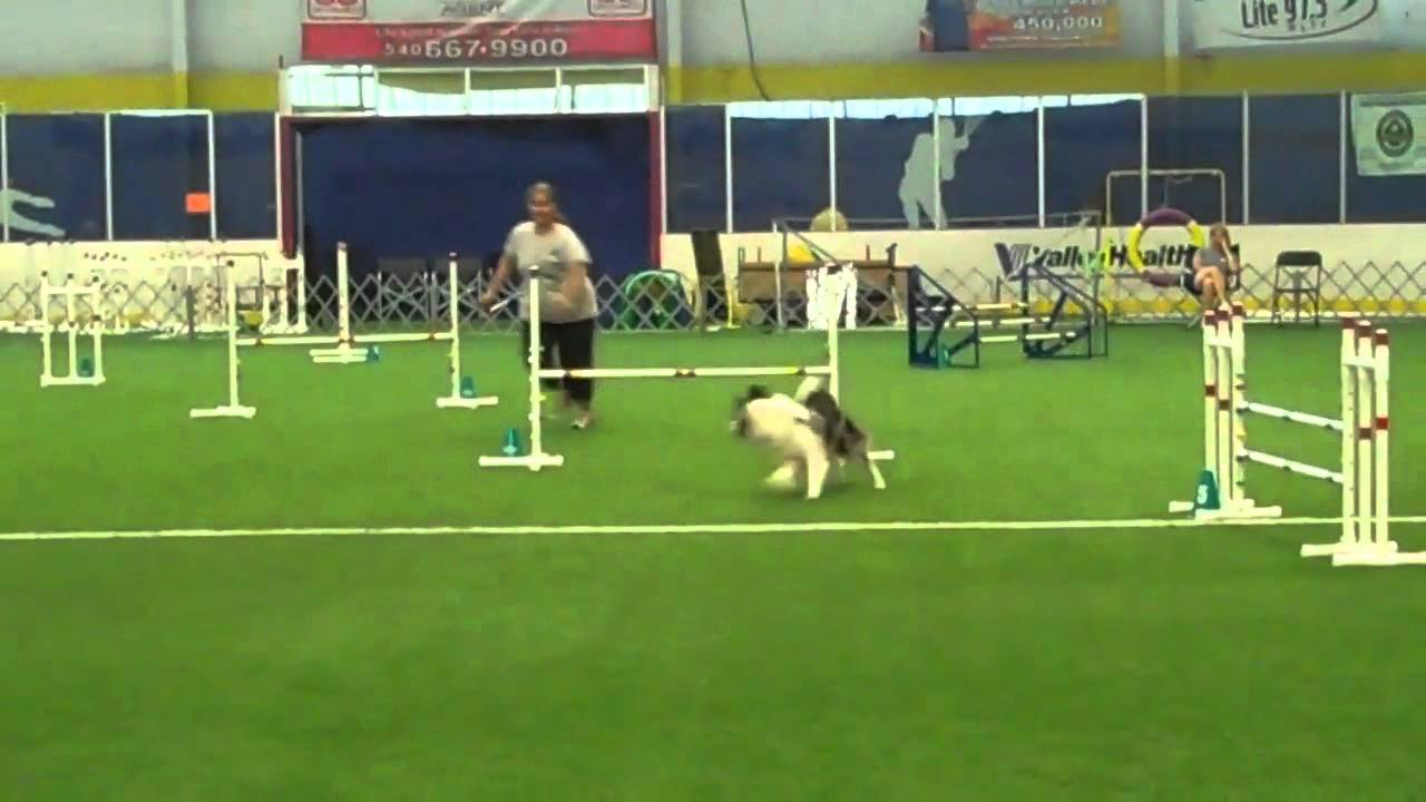 EX JWW BLUE RIDGE DOG TRAINING CLUB