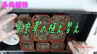 多肉植物 子宝草 植え替えしました Youtube