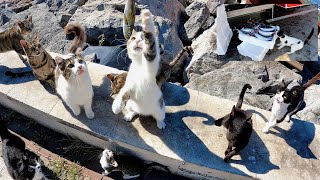 Cute cats that get excited and start talking when they see fresh raw fish.