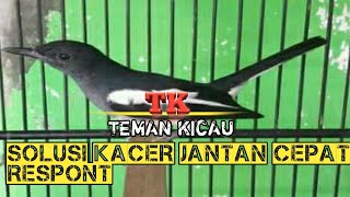SUARA KACER BETINA COCOK UNTUK PANCINGAN KACER JANTAN AGAR CEPAT BUNYI