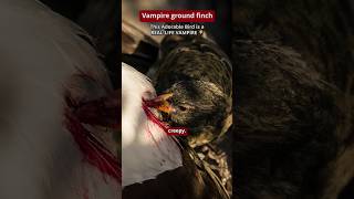 This Finch is a REAL VAMPIRE