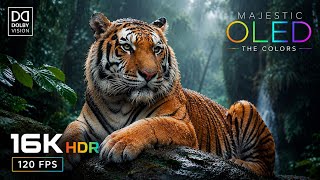 Ultra Massive Details OLED HDR TEST | 16K HDR Nature Video | Dolby Vision 120FPS (8K/4K Video)