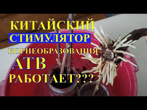Укоренение черенков винограда с помощью китайского стимулятора корнеобразования АТВ. Результат.