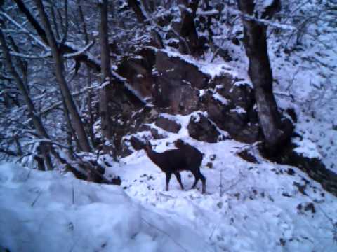 არჩვი თუშეთის ეროვნულ პარკში |  Tusheti National Park