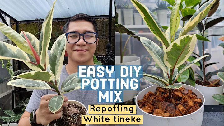Best DIY Well-Draining Mix for Ficus elastica? Rub...