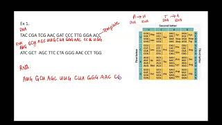 Using a Codon Chart 2