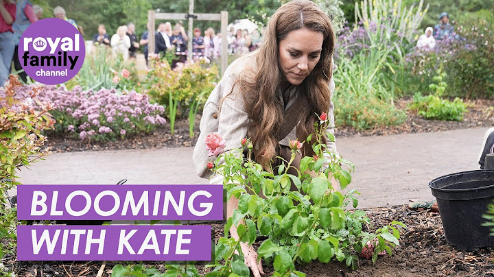 Kate Plants Stunning 'Catherine’s Rose' at Colchester Hospital's Wellbeing Garden