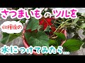 さつまいもが永遠にタダで食べれるようにツルを冬越ししてみた。果たして生き残るのか?&雪が降りそうなのでネギを保存・避難させます