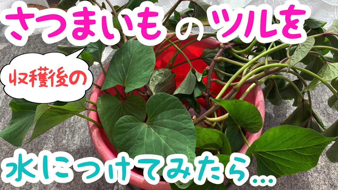 さつまいもが永遠にタダで食べれるようにツルを冬越ししてみた 果たして生き残るのか 雪が降りそうなのでネギを保存 避難させます Youtube