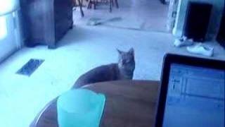 cats scared of halloween music