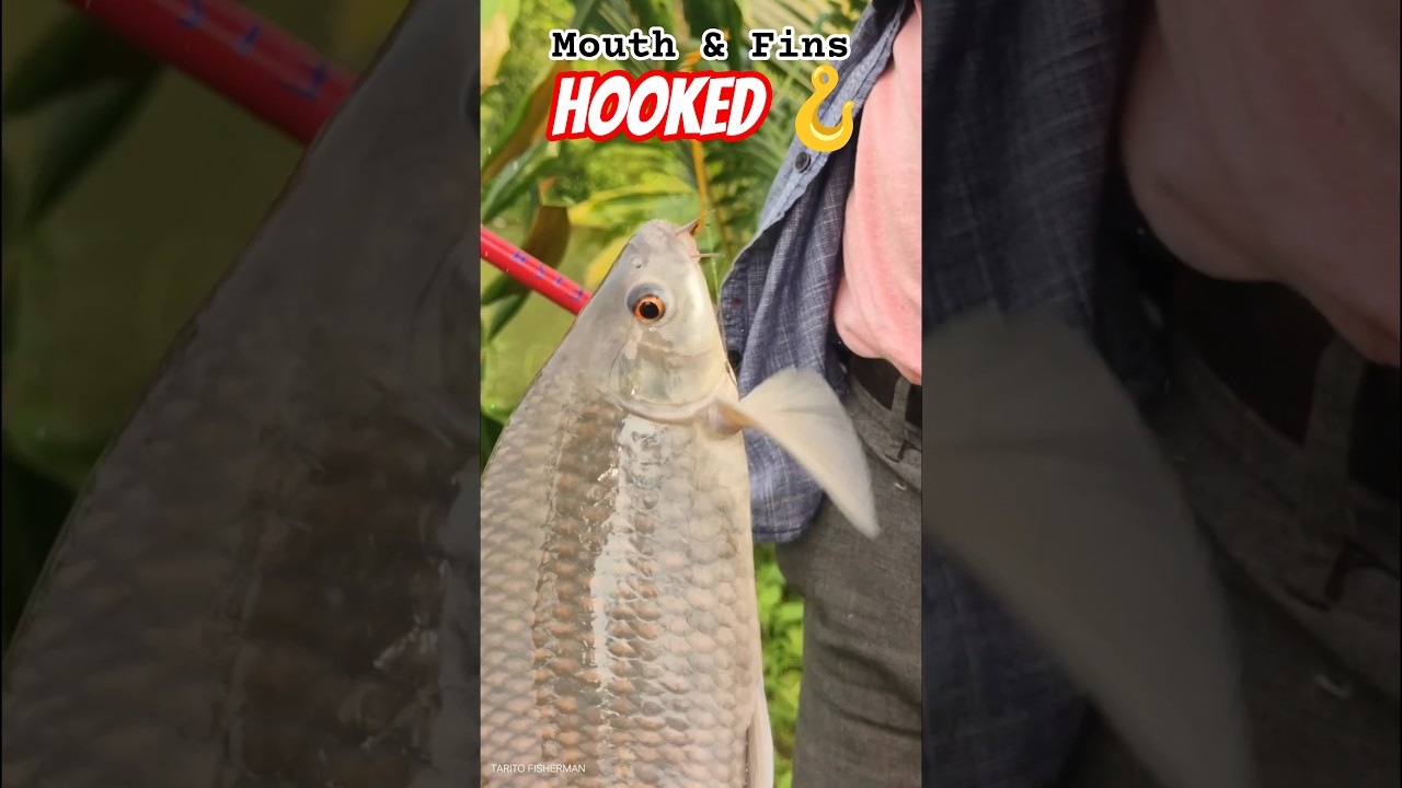 Mouth & Fin Hooked—Can We Control This Carp? 🎣🐟