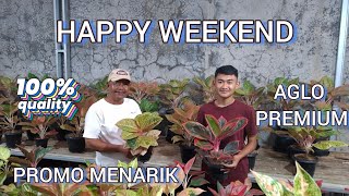 AGLONEMA KECE DI IYAN AGLONEMA !! SALE SABTU CERIA !!!