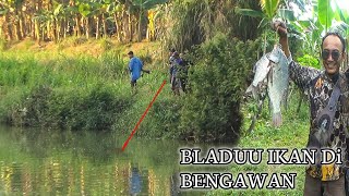 BENGAWAN RIVER FLOOD BIG MONSTER MAMA NILA SPEARFISHING