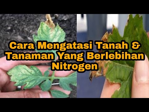 Video: Terlalu Banyak Nitrogen Dalam Tanah: Petua Untuk Menurunkan Kandungan Nitrogen Tanah