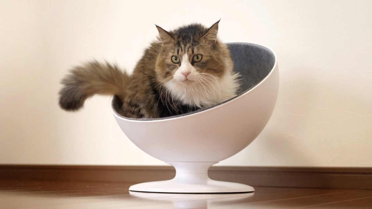美しいフォルムのインテリア猫ベッドでうっとりな猫たち Dougabu ネコ課