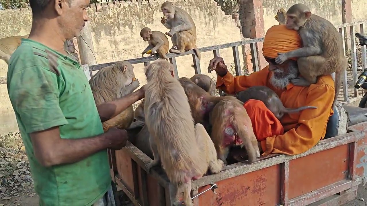 1/3/026 असली हनुमान महाभोज रोजाना