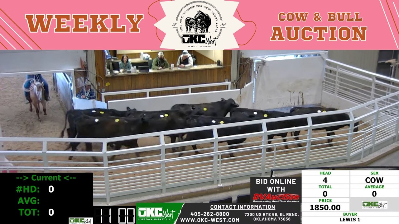 Southern Plains Cow Trade LIVE | OKC West Livestock Market in El Reno ...