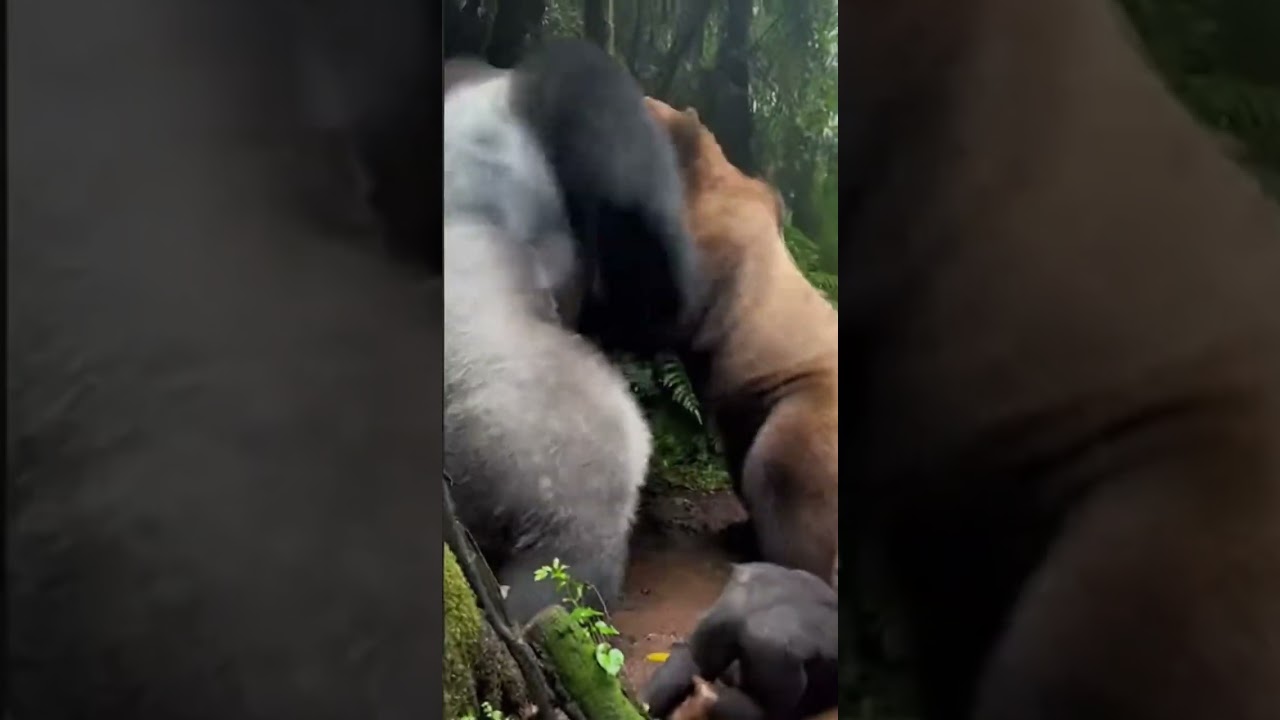 Silverback Gorilla Rescues Baby From Bear - Jungle Combat! 💥 