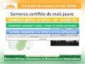 Beera spot sur les semences certifiees