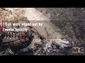 Crocodiles fitted with satellite transmitters to gauge acid mine drainage spill