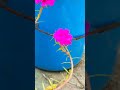 #আনিছুর_রহমান_আশরাফী #sorts #vairelsort #sortsfeed #waz #foryou #ytshorts #subscribe #minivlog