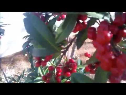 Vídeo: Cuidados com Coralberries - Informações sobre o cultivo de plantas de Coralberry