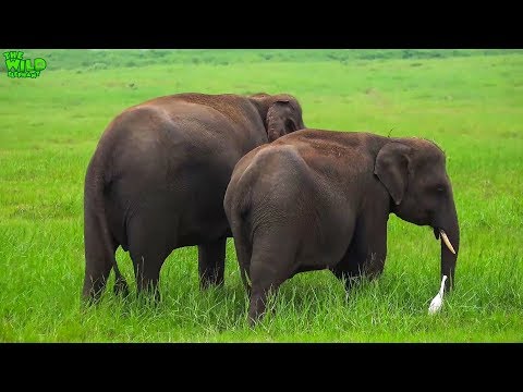 elephas maximus linnaeus A Beautiful Elephant Herd Spotted in Minneria