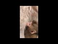 Hokuto and her baby the Japanese macaque "Milk time" 2020 / ニホンザルのホクトと赤ちゃん「おいしい時間」（上野動物園）