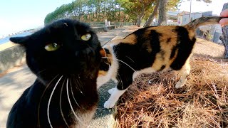 大好きな三毛猫ママと一緒に海へお出掛けしてはしゃぎまくる黒子猫