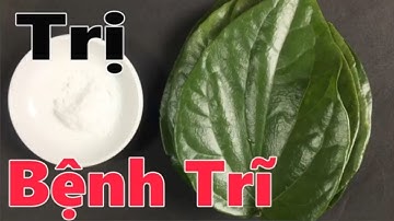 Phương pháp chữa bệnh trĩ bằng lá trầu không khỏi hẳn tại nhà [Sống khỏe]