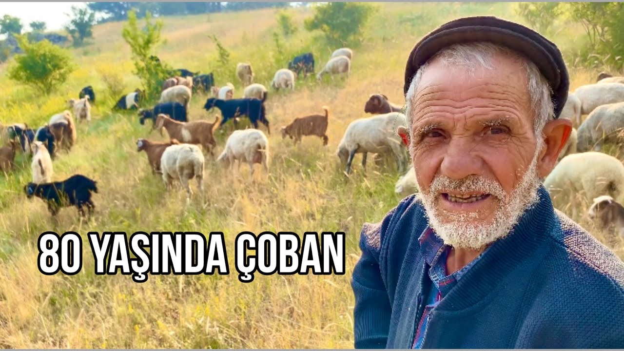 80 YAŞINDA DAĞDA TEK BAŞINA KEÇİ ÇOBANI SEYFETTİN DEDE
