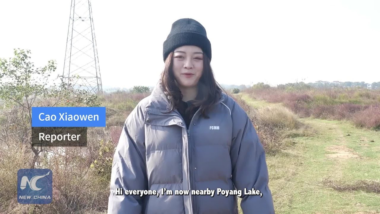 Vlog | A sweet winter home for Oriental White Storks