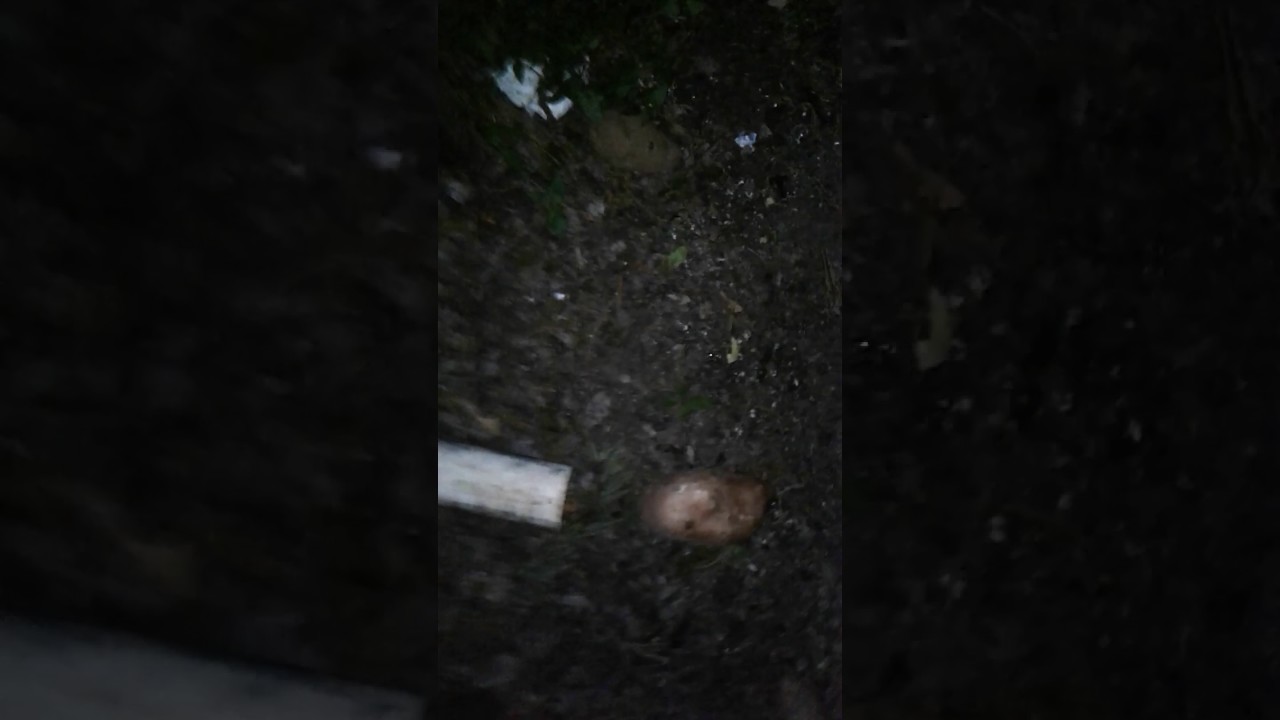 The long lost family members