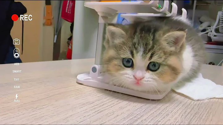 Video 11716761: shorthair kittens meowing british, british shorthair cat meowing, cute british shorthair kitten