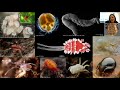 Webinar: Mites of Alberta