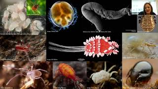 Webinar: Mites of Alberta Webinar Mite Identification And Management