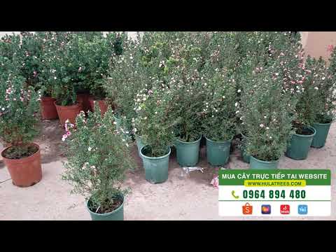 Video Bán cây NHẤT CHI MAI - Nhà vườn Hula Trees - youtube