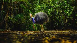 Wild Australia | Daintree Rainforest | Wildlife Documentary