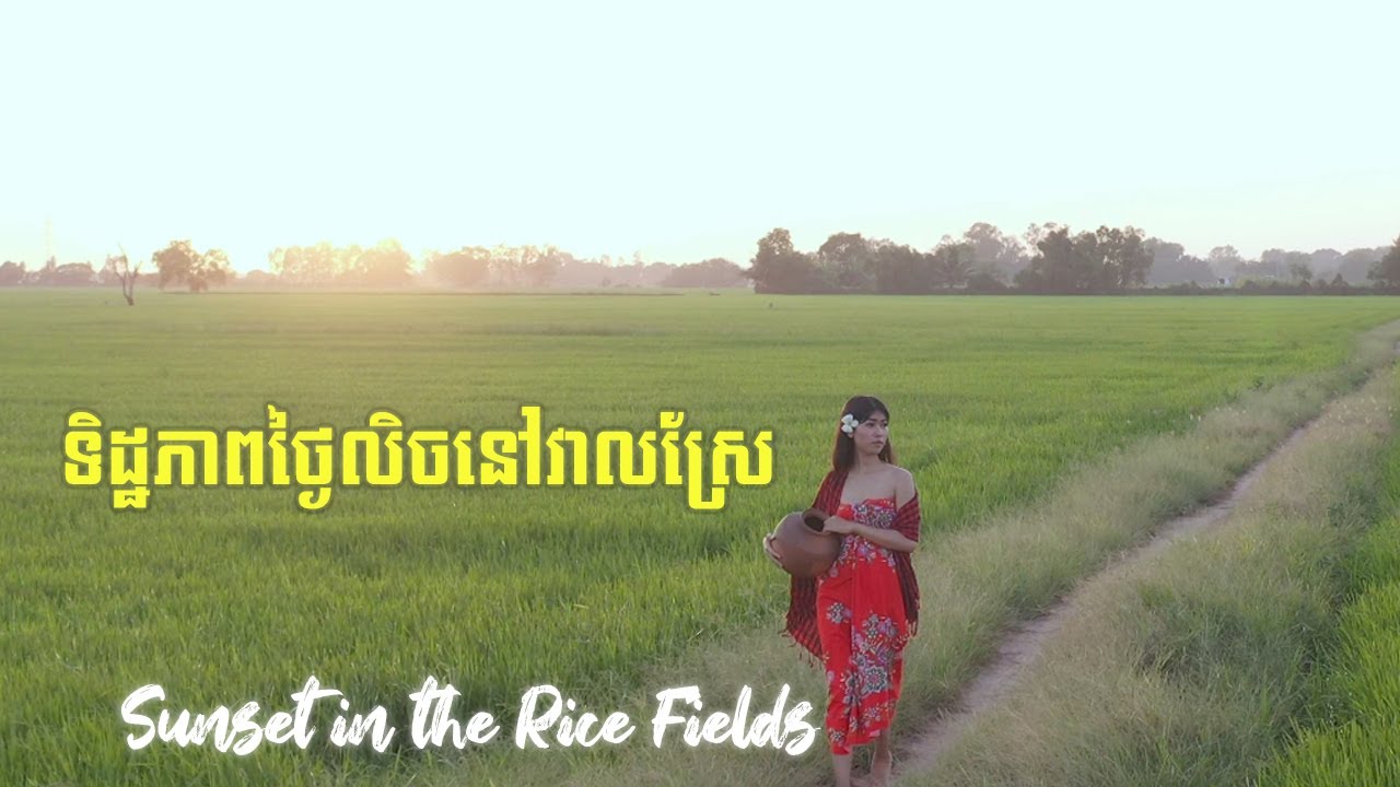 🌅 Sunset in the Rice Fields Cambodia 4K | ទិដ្ឋភាពថ្ងៃលិចស្រស់ស្អាតនៅវាស្រែ