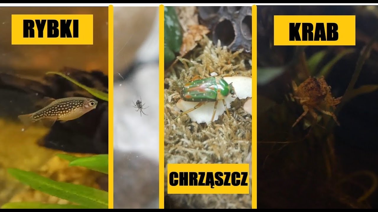 Ryby, Rak, Krab, Chrząszcz, Skoczogonki pomarańczowe, Pająki ...