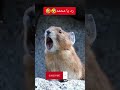وينك يامحمد ضحك