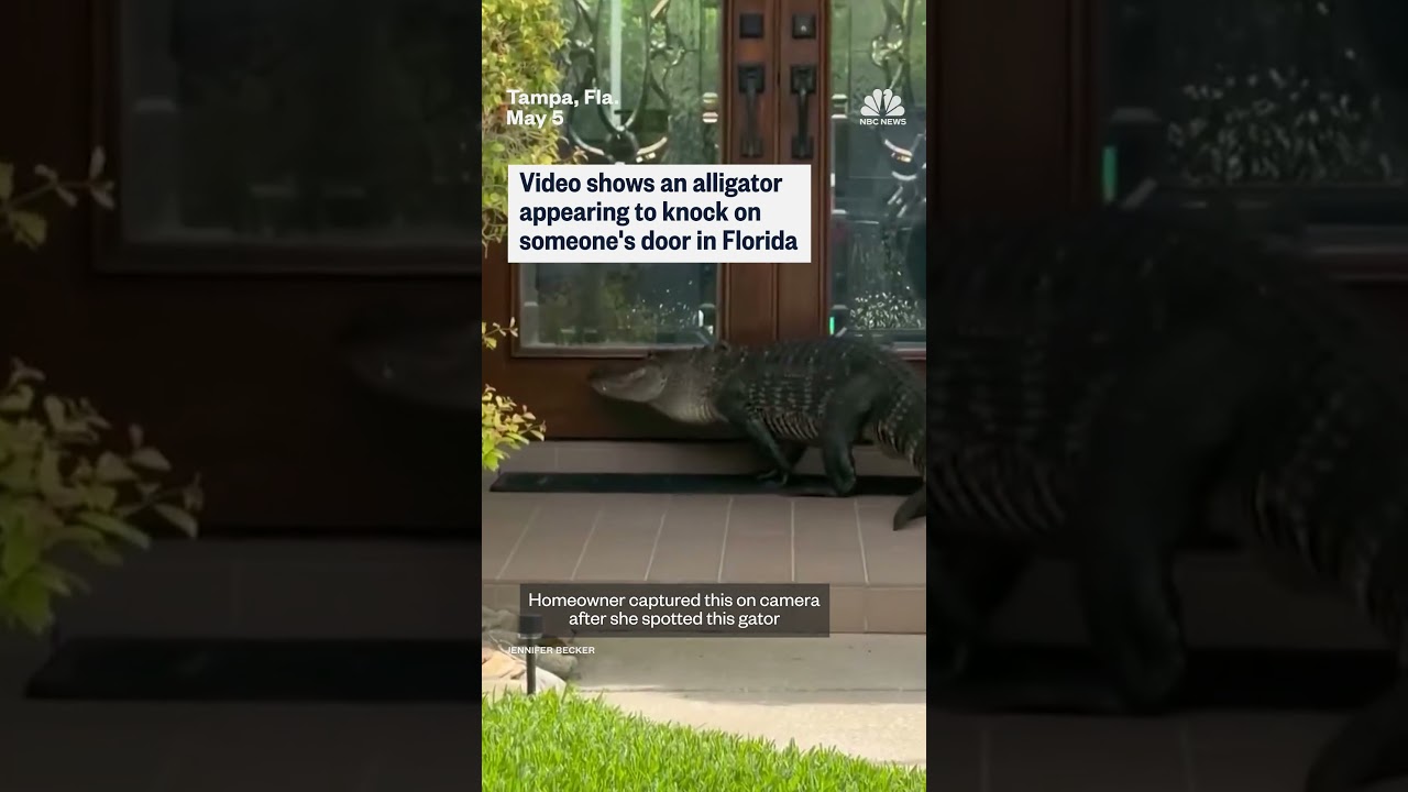 Video shows an alligator appearing to knock on someone’s door in Florida