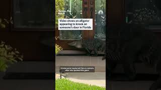 Video shows an alligator appearing to knock on someone's door in Florida
