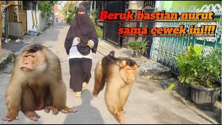 Veiled woman conquers big monkey in Bekasi!!!