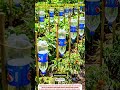 Bottle Irrigation — best watering method replaced by innovative drip flow