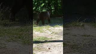 Mama bear joining cubs to leave for the forest #bear #bears #romania