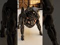 full bull transformation