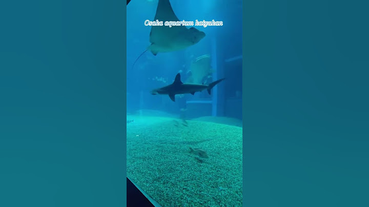 This was such a beautiful aquarium with beautiful aquatic creatures! one of the best in Japan